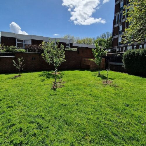 Birmingham Newman University trees planted for Green Week